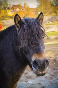 Maxi – ein kleiner Wallach mit großem Herz und viel Potential zum Kinderpony, Katharina Lehmann (Pferdevermittlung Leus), Horses For Sale, Mescherin