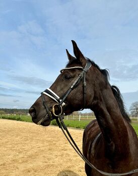 Mecklenburger Rappstute abstammend v. Bernay x Johnson, Pferdevermittlung Leus (Pferdevermittlung Leus ), Horses For Sale, Lüblow