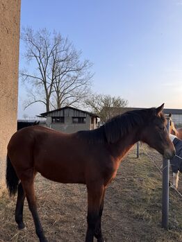 Mecklenburger Stutfohlen, Schmidt, Horses For Sale, Karlsburg