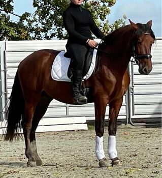 Mega cooler PRE Wallach, Kerstin Rehbehn (Pferdemarketing Ost), Pferd kaufen, Nienburg