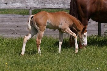 Mega Quarter Horse Fohlen abzugeben, Kerstin Rehbehn (Pferdemarketing Ost), Horses For Sale, Nienburg