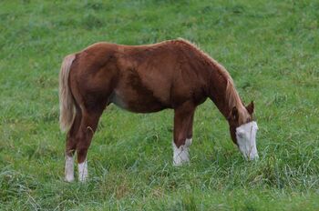 Mega Quarter Horse Fohlen abzugeben, Kerstin Rehbehn (Pferdemarketing Ost), Horses For Sale, Nienburg