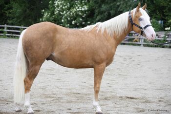 Mega Reining Nachwuchs in Sonderfarbe, Kerstin Rehbehn (Pferdemarketing Ost), Horses For Sale, Nienburg