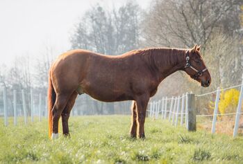 megakräftiger, cooler Quarter Horse Wallach, Kerstin Rehbehn (Pferdemarketing Ost), Konie na sprzedaż, Nienburg