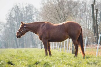 megakräftiger, cooler Quarter Horse Wallach