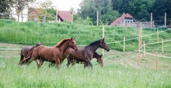 Mehrere Einstellplätze frei (Offenstall oder Paddockbox)