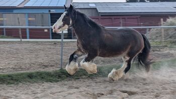 Mädchentraum sucht neues 5 *Zuhause, Carina Schmidt, Horses For Sale, Wutach