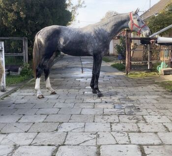 Meke, ein besonderes Pferd, 2 Jahre alt und gut ausgebildet!