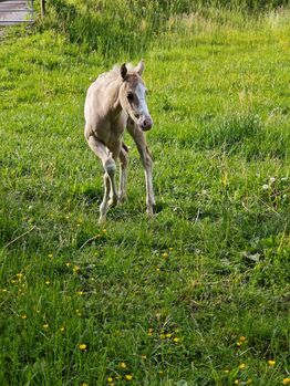Menschenbezogene Paint Horse Stute mit Reining-Abstammung