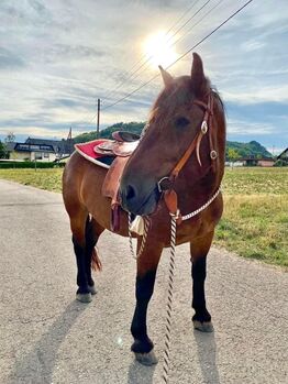 Menschenbezogener Norikerwallach sucht neue Lebensaufgabe, Pferdevermittlung Leus, Horses For Sale, Merzig