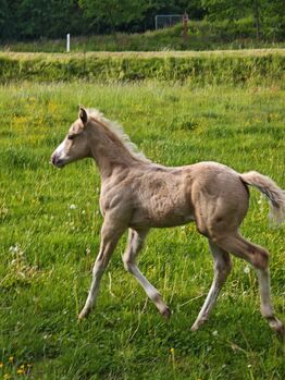 Menschenbezogene Paint Horse Stute mit Reining-Abstammung, Kerstin Rehbehn (Pferdemarketing Ost), Horses For Sale, Nienburg