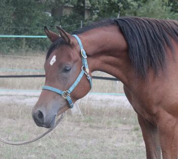 Menschenbezogener Vollblutaraberwallach 2014, Mariel Drögemüller, Horses For Sale, Neetze