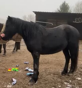 Merens Stute, Astrit Schneider , Horses For Sale, Buchholz 