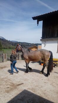 Merlin Noriker, Beatrix Stecher Messner , Horses For Sale, Schwaz