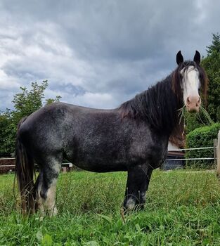 Stute Drama Queen alias Queeny, Manuel, Horses For Sale, Seefeld in Tirol