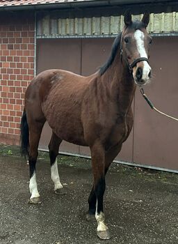 Zuchtstute Holsteiner Casall Casira SR, Robin, Horses For Sale, Renkenberge