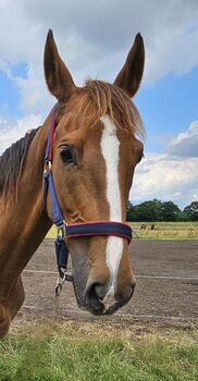 Stute,KWPN,Fuchs,8 Jahre,163 cm,Freizeit,Pferd,Gesund, Silke, Horses For Sale, Bargenstedt