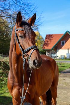 Stute mit Herz aus Gold, K.B.Z. verkaufspferde , Horses For Sale, Steiermark/Leibnitz 