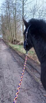 Stute mit Springabstammung bis 6 Jahre, Claudia , Horses For Sale, hoort