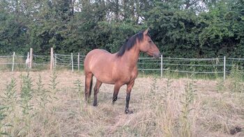 Stute zu verkaufen, Daniela, Horses For Sale, Arnsberg