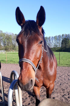 Stute zu verkaufen, Manuela Kelm, Horses For Sale, Luckenwalde