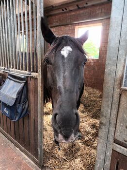 Stute zu verkaufen, Dirk  Pollow , Horses For Sale, Ribnitz Damgarten 