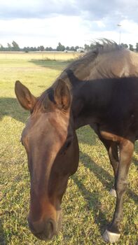 Stute zu verkaufen, Mandy, Horses For Sale, Strausberg