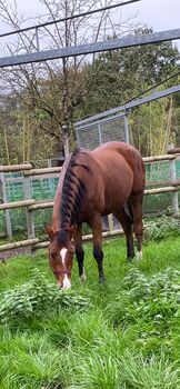 Stute für zukünftige Vielseitigkeitsreiter, Dzillum , Horses For Sale, Lünen