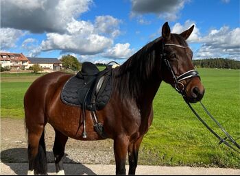 Stute sucht neuen Möhrchengeber, Andrea Wolfinger , Horses For Sale, Feuchtwangen