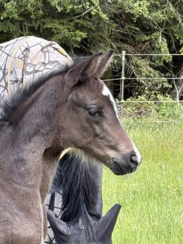 Stutfohlen zu verkaufen, Jessy, Horses For Sale, Neustadt am Rübenberge