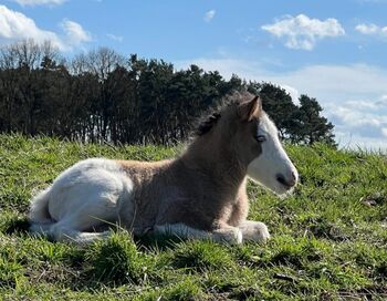 Stutfohlen aus 2026, Rappfalb-Helmschecke mit viel Tölt