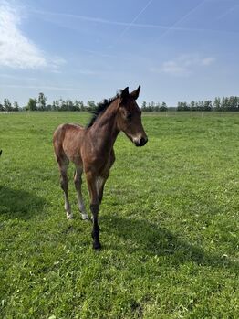 Stutfohlen Schweres Warmblut, Carolina, Horses For Sale, Aken (Elbe)