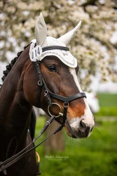 Mit Gefühl zum Erfolg – Quickfire sucht ihre Reiterin, Katharina Lehmann (Pferdevermittlung Leus), Horses For Sale, Königslutter