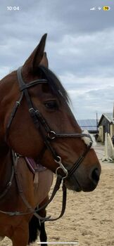 Mexikanische Trense, Kavalkade , Ronja Ruby  Röber, Bridles & Headstalls, Rostock