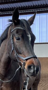 Micklem Competition Bridle, Ibke Samson , Trensen, Seebad Heringsdorf 