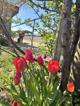 Einstellplatz für Wallach im Aktivstall, Petra , Wolna stajnia, Deutsch Wagram