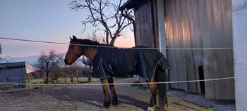 Baro- Noriker Mix mit komplettem Zubehör