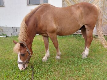 Haflinger-Noriker-Mix, Jaqueline Wilflingseder, Konie na sprzedaż, Rottenbach