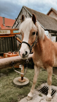 Haflinger-Mix, Janine Nemeth , Konie na sprzedaż, Riedlingsdorf 