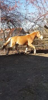 Mein Name ist Whisper und suche ein neues liebevolles zu Hause