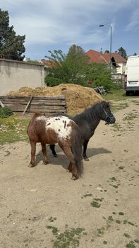 Mini Appaloosa und Össterreicher Minipferd