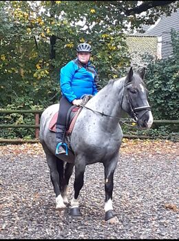 Minijob auf reiterhof, Benjamin spangenberg, Job Offers, Melle