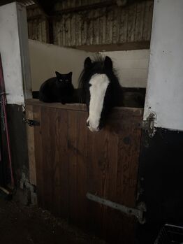 Mini cob x section a, Zena Jeffrey, Horses For Sale, Swindon 