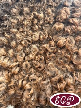 Mini Curly and smooth curly horses 🥰, Elizabeth , Pferd kaufen, Wellen