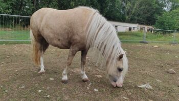 Minipony abzugeben, Schönitz , Konie na sprzedaż, Kitzscher