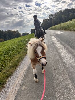 Mini Pony Stute