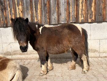 Mini Pony Stute, Daniela Rehrl, Horses For Sale,  Seekirchen 