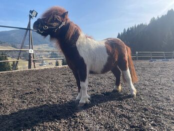 Mini Pony Hengst