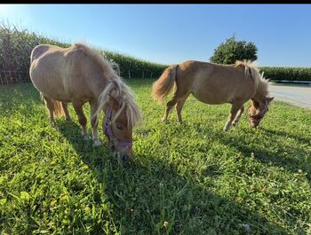 Mini ponys, Sandra, Pferd kaufen, Lengau