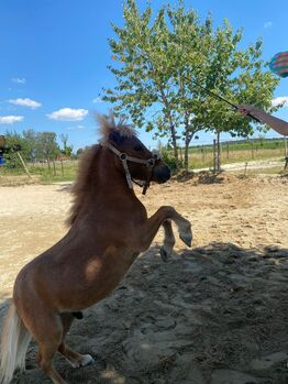 Mini Shetland Pony - Jimi